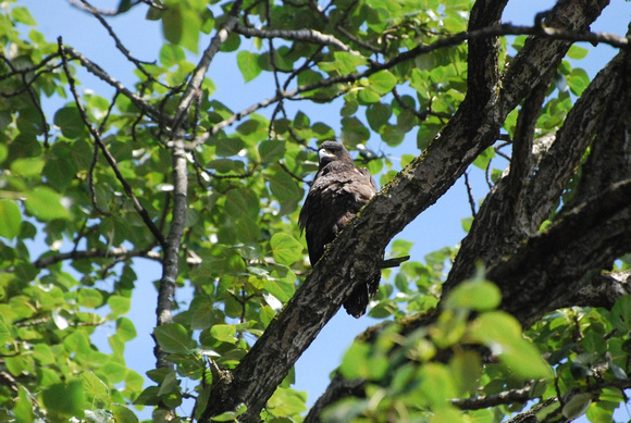 Vanier Park young eagle